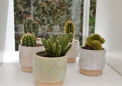 Potted  cacti plants on window sill