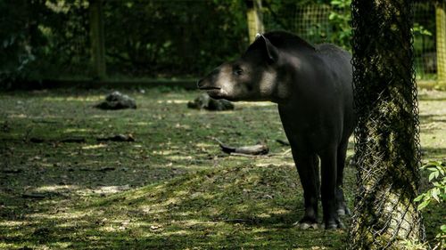 Dog standing on grassy field