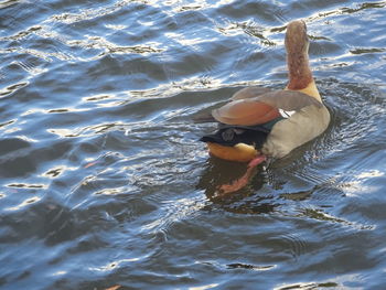 High angle view of bird swimming in lake