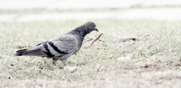 Close-up of sparrow perching on field