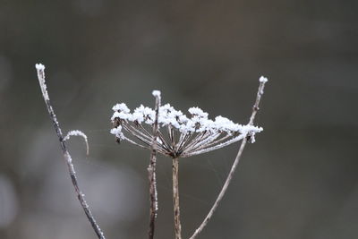 Close-up of frozen plant