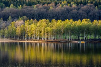 Reflection of trees in calm lake