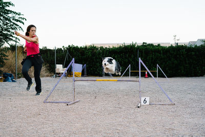Border collie dog jumping over hurdle with number during agility training on court with female instructor