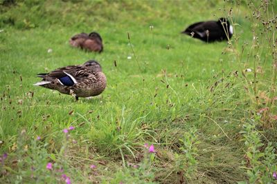 Mallard duck on field