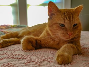 Portrait of cat lying on bed at home