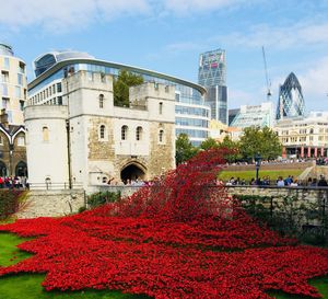 Red flowering plants in city against sky