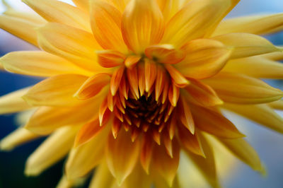 Close-up of yellow flower