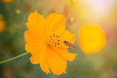 Close-up of insect on yellow flower