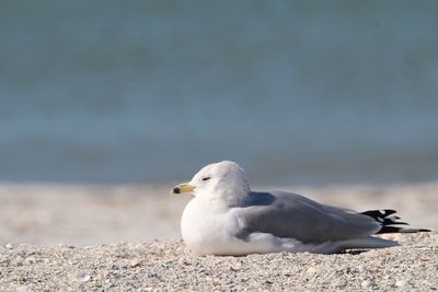 Seagull perching on shore