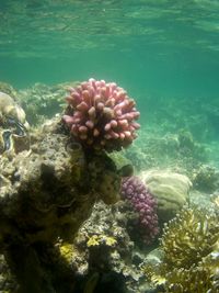 Close-up of coral in sea