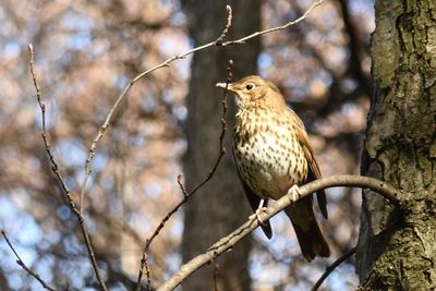 Bird perching on branch