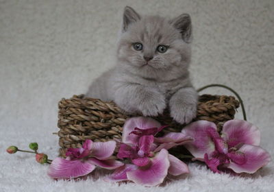 Close-up portrait of cat in basket