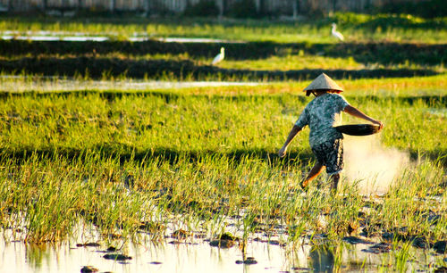 Rear view of farmer working at rice paddy