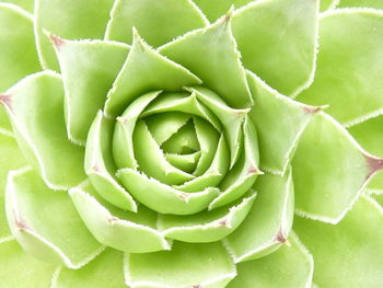 Full frame shot of succulent plant