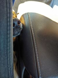 Close-up portrait of a cat