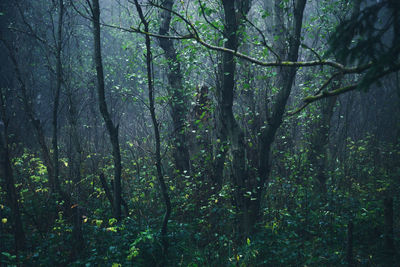 View of trees in forest