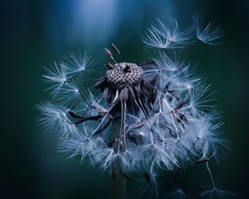 Close-up of wilted dandelion on plant