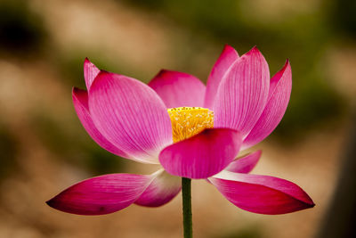 Close-up of pink flowers