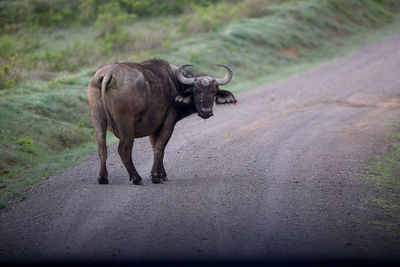 Buffalo standing on road