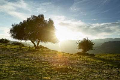 Trees on field against sky during sunset