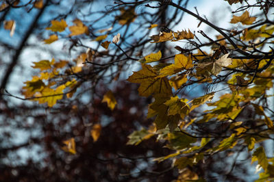 Close-up of autumnal leaves against blurred background