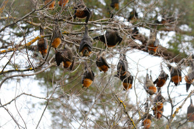 Low angle view of snow on tree