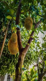 Low angle view of fruits hanging on tree
