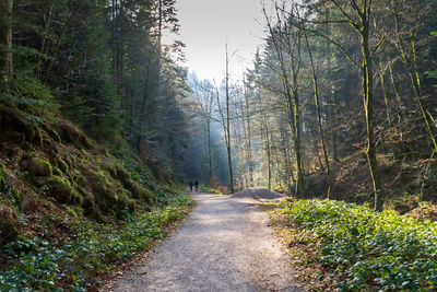 Empty road amidst trees in forest