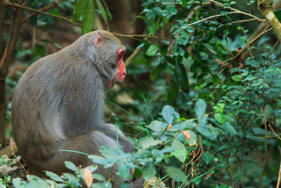 Monkey by plants relaxing in forest