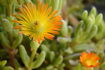 Close-up of yellow flower