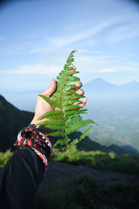 Mountain fern on andong mountain