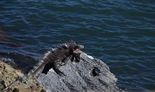 Close-up of iguana by sea