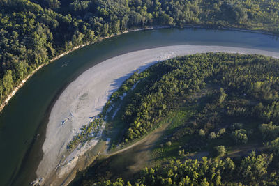 High angle view of trees and plants in forest