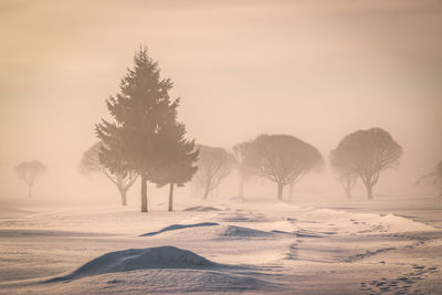 Trees on snow covered land against sky during sunset