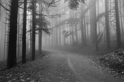 Pine trees in forest during foggy weather