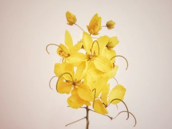Close-up of yellow flowering plant against white background