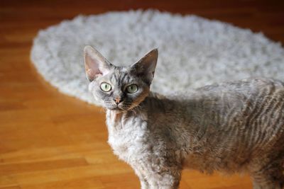 Close-up portrait of cddvon rex cat  looking at camera