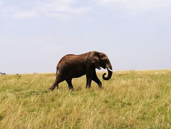 Elephant on field against sky