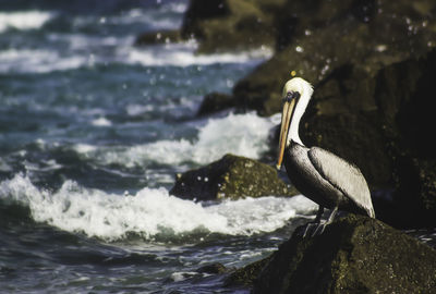 Bird perching on shore