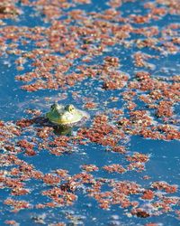 High angle view of frog floating on water