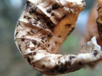 Close-up of dried leaves on plant