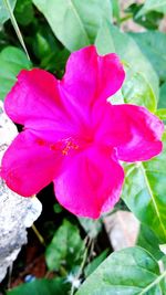 Close-up of pink flower