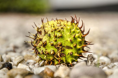 Close-up of succulent plant on pebbles