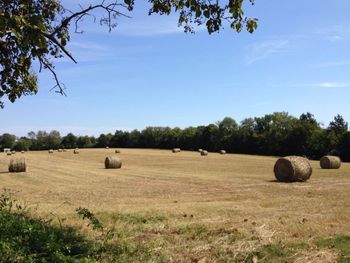 Hay bales in the field