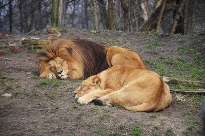View of sleeping lion and lioness