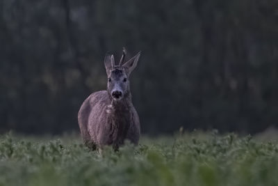 Old roebuck on a green field