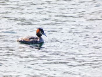 Duck swimming in a lake