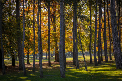 Pine trees in forest during sunset