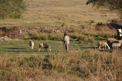 Sheep grazing in a field