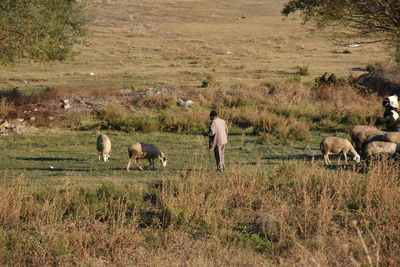 Shepherds and sheep